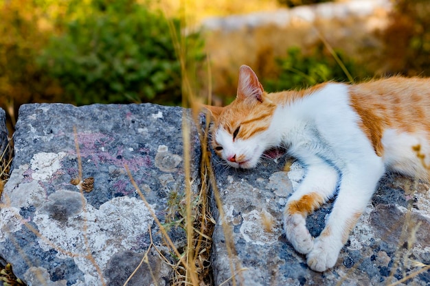 Rote Katze in der Natur