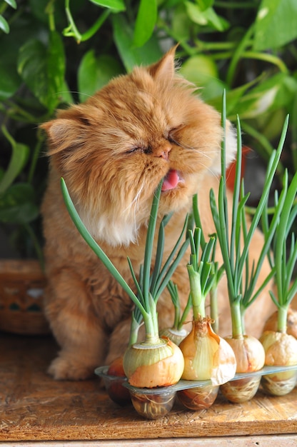 Rote Katze leckt sich die Zunge und isst grüne Zwiebeln neben dem Fenster.