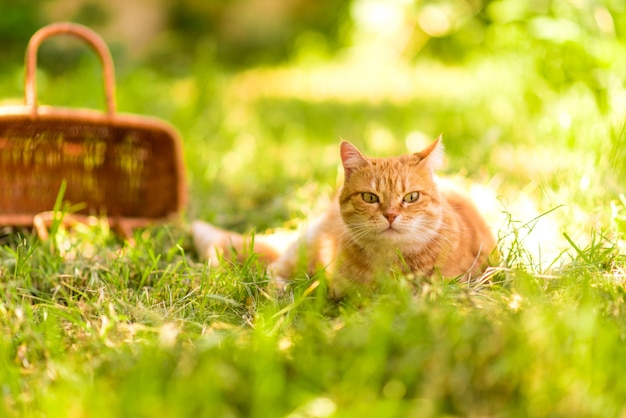 Rote Katze legen sich in das grüne Gras nahe Holzkorb auf dem grünen Hintergrund