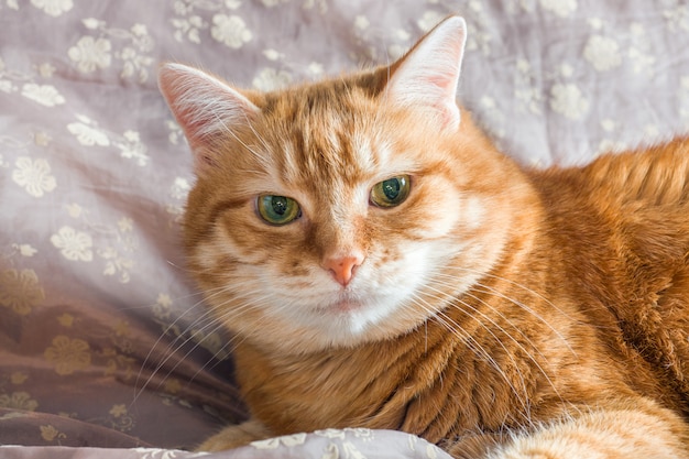 Rote Katze liegend ruhen auf einer Decke