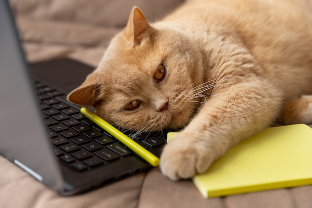 Rote Katze liegt mit Laptop und Notizblock auf dem Sofa