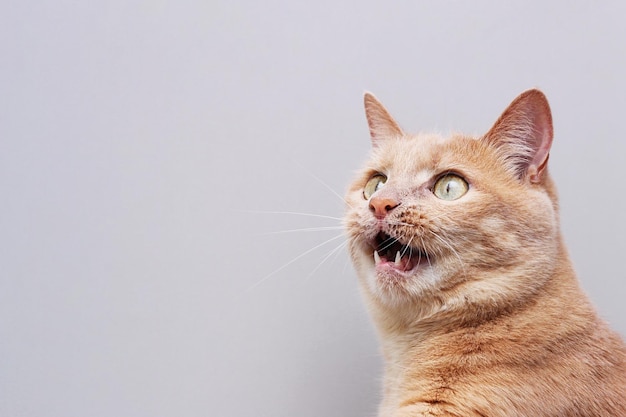 Foto rote katze mit offenem mund. grauer hintergrund. platz kopieren.