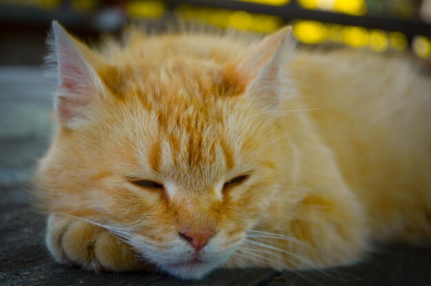 Rote Katze schläft auf dem grauen Tisch