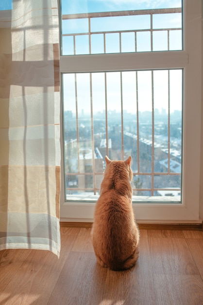Rote Katze sitzt am Fenster und beobachtet das Stadtbild