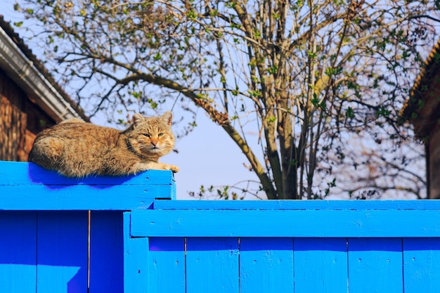 Rote Katze sitzt auf dem blauen Zaun im Dorf