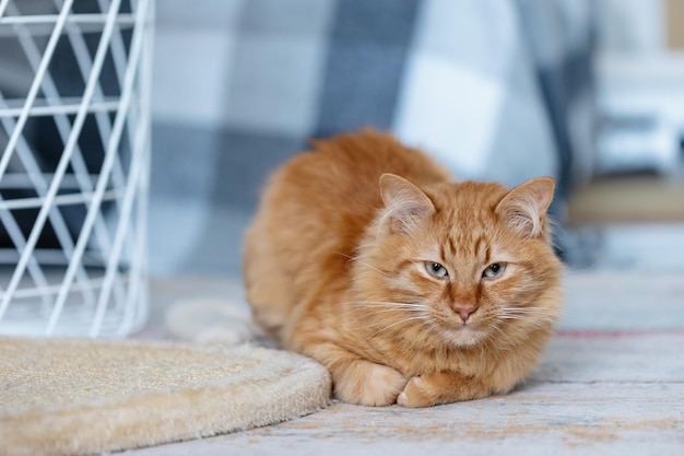 Rote Katze sitzt auf dem Teppich neben dem Kratzbaum im Zimmer