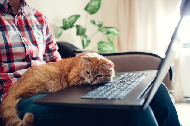 Rote Katze sitzt auf den Händen eines Freiberuflers nahe dem Laptop