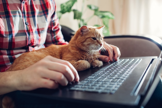 Rote Katze sitzt auf den Händen eines Freiberuflers nahe dem Laptop