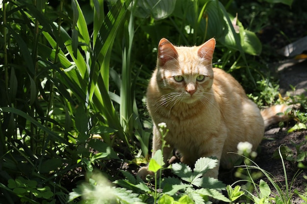 Rote Katze sitzt in den Büschen und starrt aufmerksam zur Seite Nahaufnahme