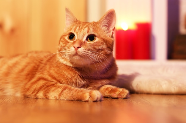 Rote Katze zu Hause in der Weihnachtszeit