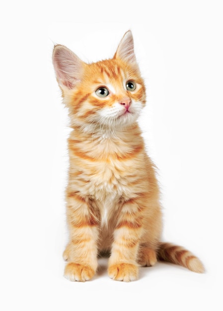 Rote Katze