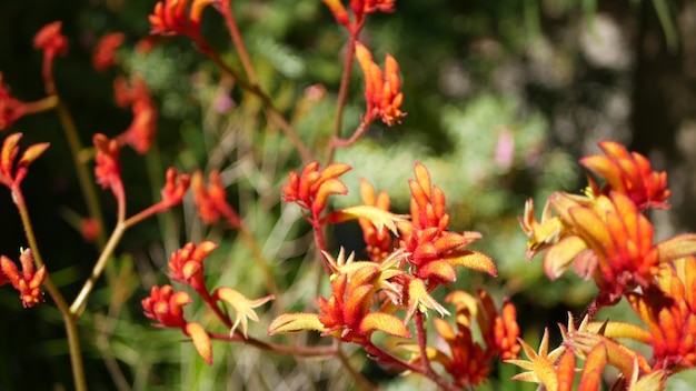 Rote Katzen oder Känguru-Pfote Blume, Kalifornien, USA. Anigozanthos zweifarbige Blumenblüte. Botanische Atmosphäre des exotischen tropischen australischen Regenwaldes. Natürliche lebendige Flora, Wald- oder Gartengrün-Bokeh