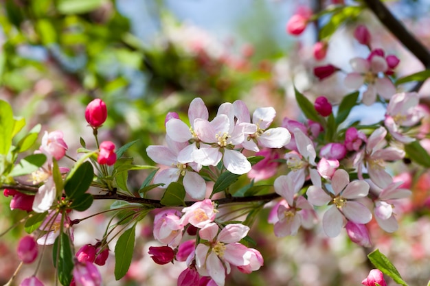 Rote Kirschblüte im Frühling