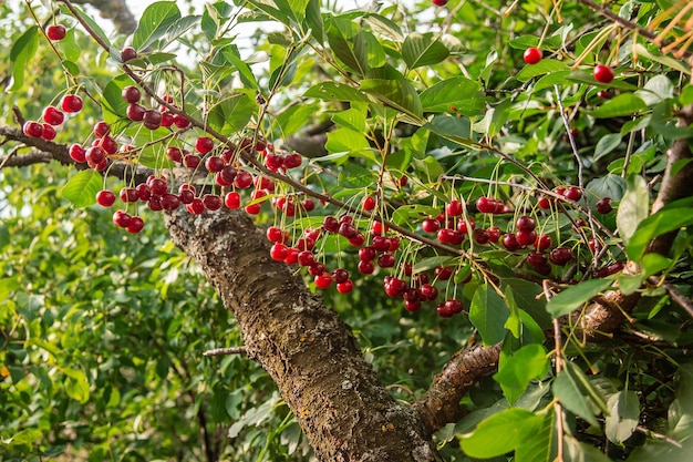 Rote Kirsche auf einem Baumast in der Gartenerntezeit von Beeren