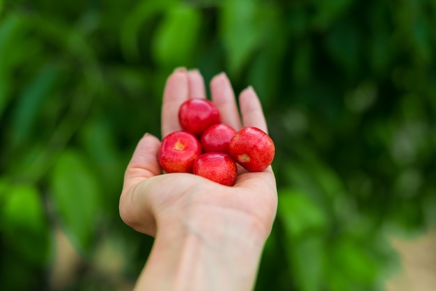 Rote Kirsche in der Hand über grüner Natur