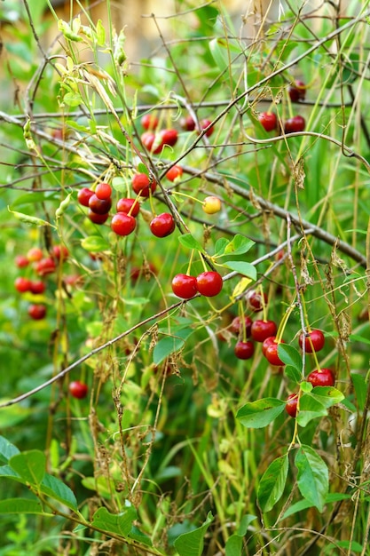 Rote Kirschen auf einem Zweig im Garten. Viele reife Kirschbeeren auf einem Kirschbaum in Nahaufnahme. Beeren ernten. Vertikales Foto
