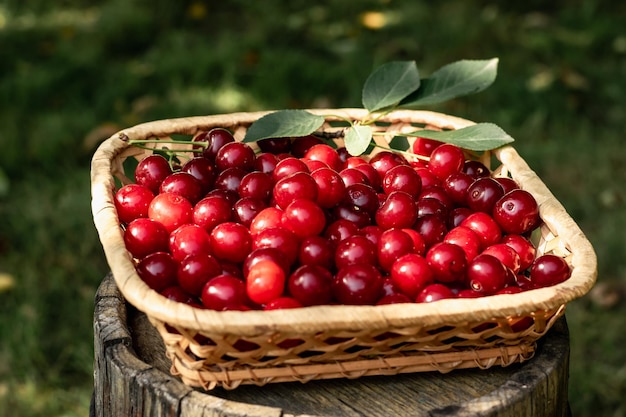 Rote Kirschen in einem Korb. Vitamine und gesunde Ernährung.