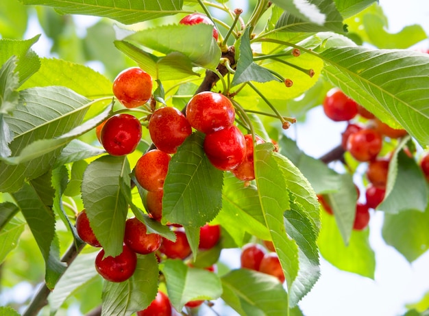 Rote Kirschen Prunus avium auf den Ästen eines Baumes in einem Garten in Griechenland