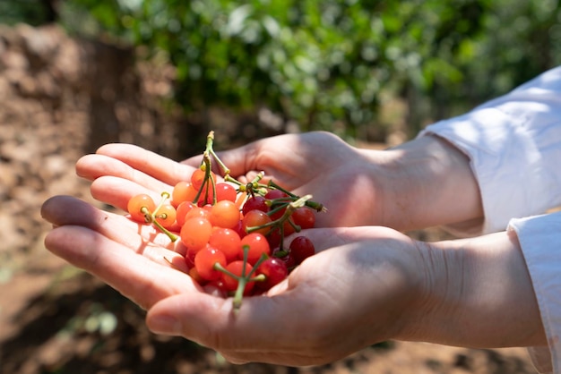 Rote Kirschenernte im Obstgarten