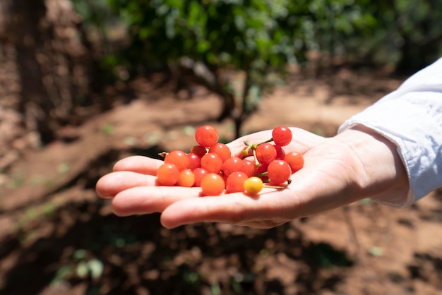 Rote Kirschenernte im Obstgarten