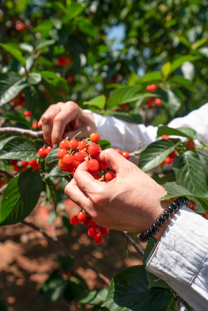 Rote Kirschenernte im Obstgarten