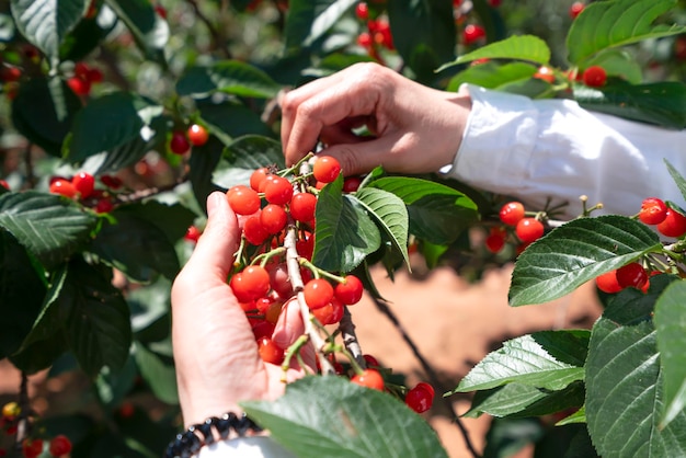 Rote Kirschenernte im Obstgarten