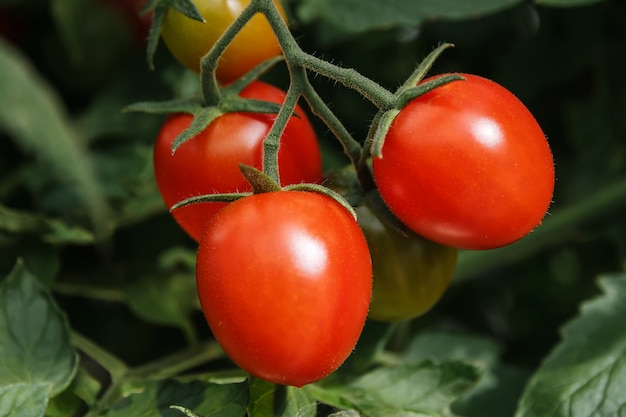 Rote Kirschtomaten, die auf einem Zweig wachsen.