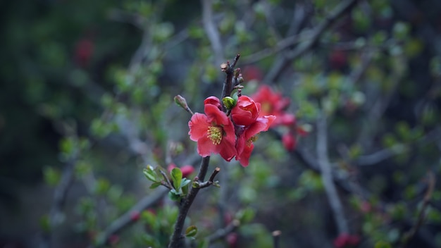 Rote kleine Blumen auf den Baumasten mit Abschluss herauf Schuss