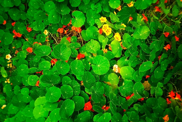 Rote kleine Blumen mit grünem Blatthintergrund