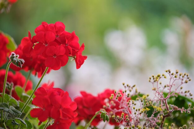 Rote kleine dekorative Blumen, die im Sommerpark blühen.