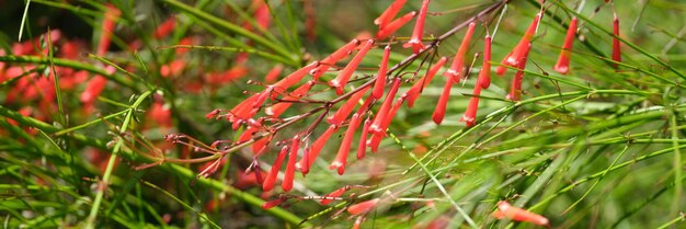 Rote kleine Glocken, die im Gartennahaufnahmehintergrund wachsen