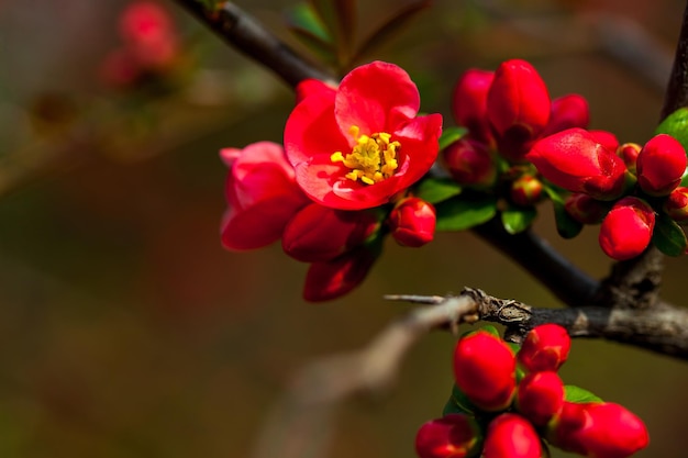 Rote Knospen und Blumen blühen