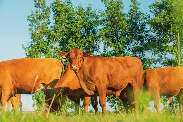 Rote Kühe und Kälber auf der Wiese