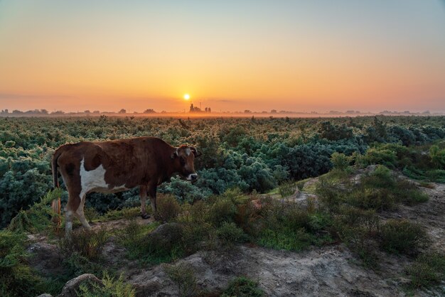 Rote Kuh auf grüner Wiese