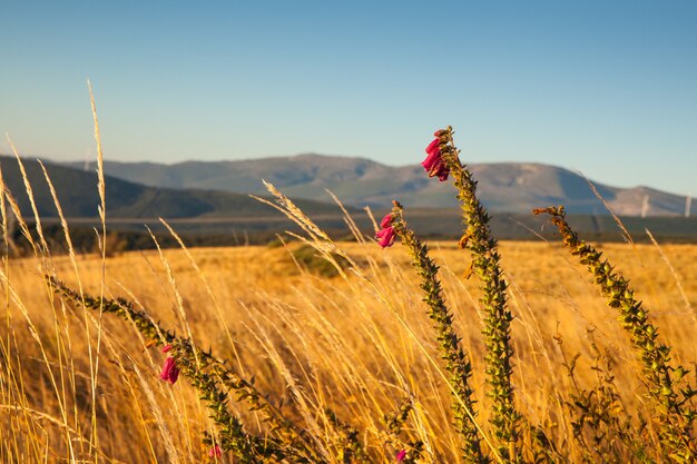 Rote Landschaftsblumen