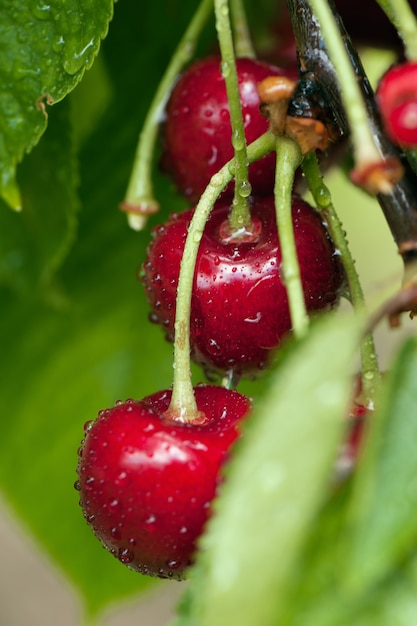 Rote leckere Kirschen auf dem Baum