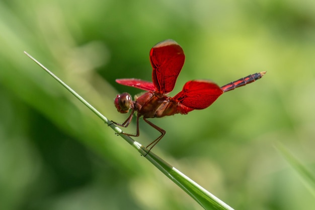 Foto rote libelle auf der pflanze