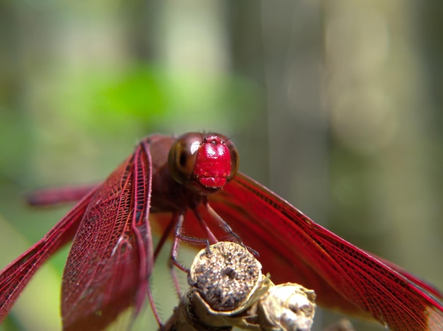 Rote Libelle auf einem trockenen Holzzweig