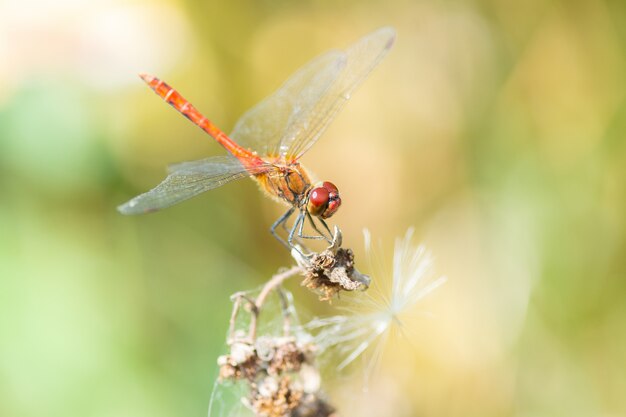 Rote Libelle auf einer Blume