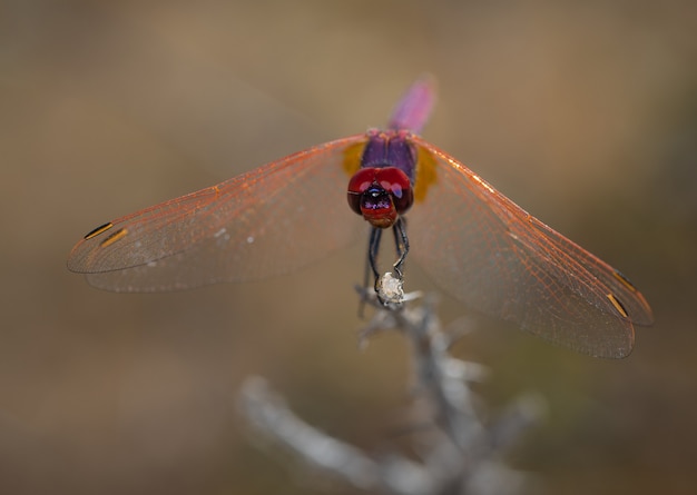 Rote Libelle fotografiert in ihrer natürlichen Umgebung.