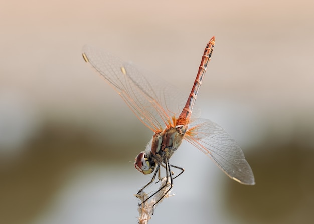 Rote Libelle in ihrer natürlichen Umgebung fotografiert.