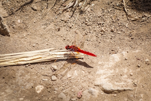 Rote Libelle in Santo Antao, Kap Verde