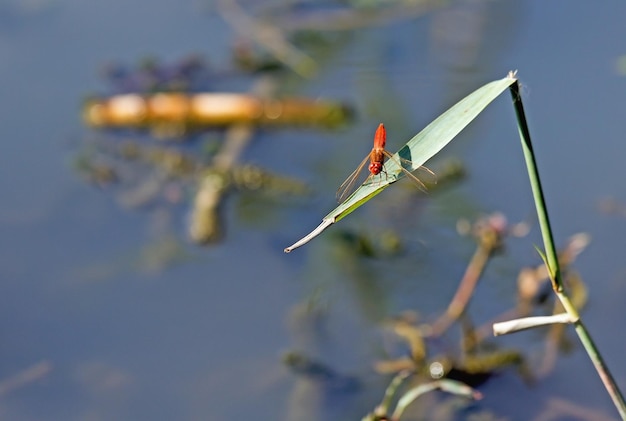 Rote Libelle sitzt auf einem Ast