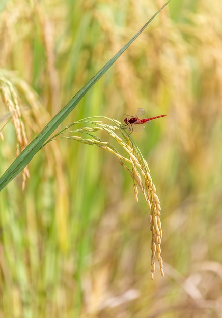 Rote Libelle thront auf den gelben Reiskörnern