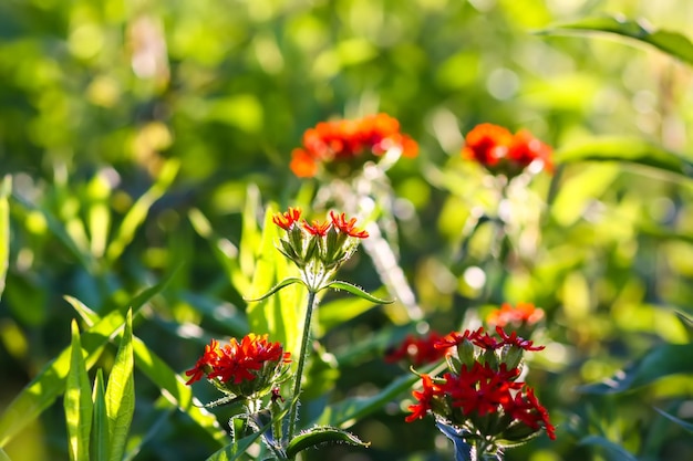 Rote Lichnisblüten im Sommergarten Silene chalcedonica Maltesecross Scarlet Lychnis