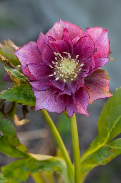 Rote lila helleborus Pflanze, die in einem Garten wächst