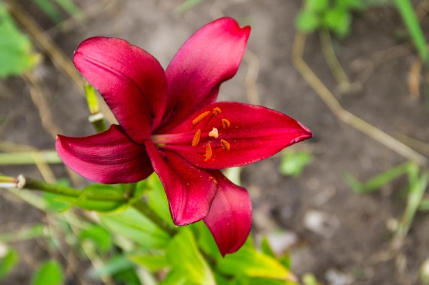 Rote Lilie im Garten