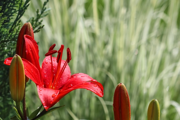 Rote Lilie mit Tautropfen im Garten Gartenkonzept