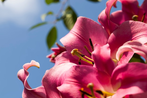 Rote Lilien im Frühling