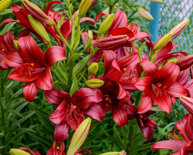 Rote Lilien wachsen im Garten Lily